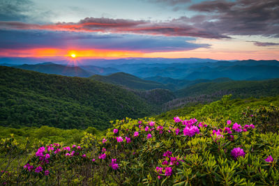 Picture of the mountain side sunset with beautiful flowers